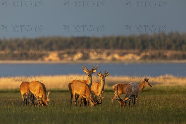 Despite this idyll, the Rothians (Cervus elaphus) always remain alert and keep an eye on the surrounding area, bastion antlers, North Sea coast, evening sun, Denmark