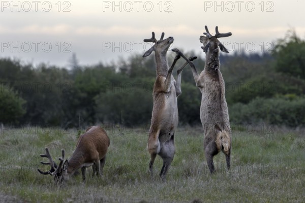 The dueling red deer (Cervus elaphus) place on the hind legs, bastion antlers, ranking, fighting, confrontation, Denmark