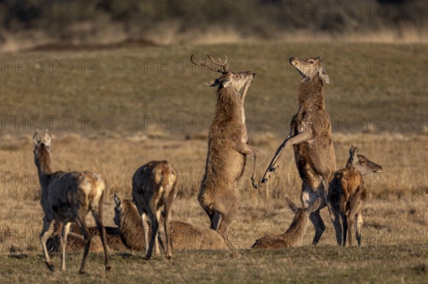 When attacked by wolves and other predators, red deer (Cervus elaphus) also use their front legs for defense, ranking, fighting, dispute, conflict, Denmark