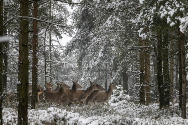 Red animals (Cervus elaphus) move in fresh snow through a spruce forest, winter landscape, winter, snow, Denmark