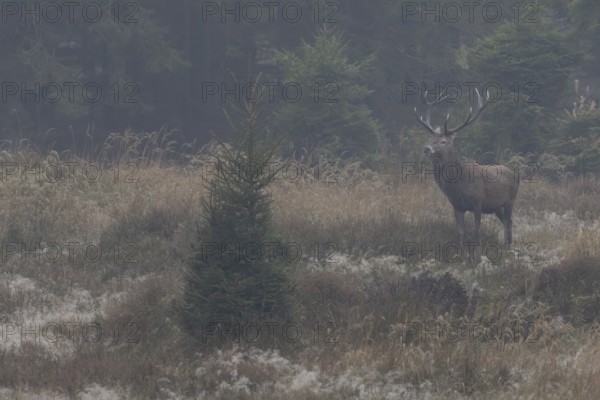 A group of young deer in the adjacent forest is closely watched by the red deer (Cervus elaphus), rutting, rutting season, deer rutting, Denmark