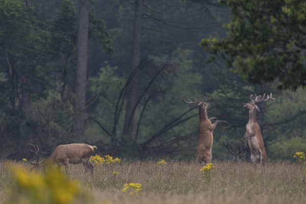Standing on their hind legs and handing out blows with their front legs, the red deer (Cervus elaphus) try to impress the opponent, bastion, quarrel, dispute, Denmark