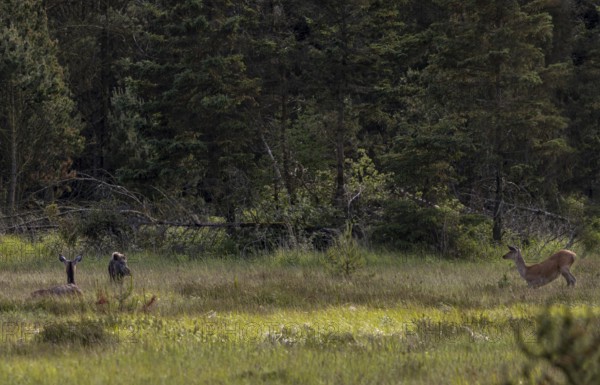 The wild boar boar (Sus scrofa) has come close enough to the rottier (Cervus elaphus) that it starts to watch him closely, the encounter is slowly becoming creepy for a deer calf, encounter, Denmark