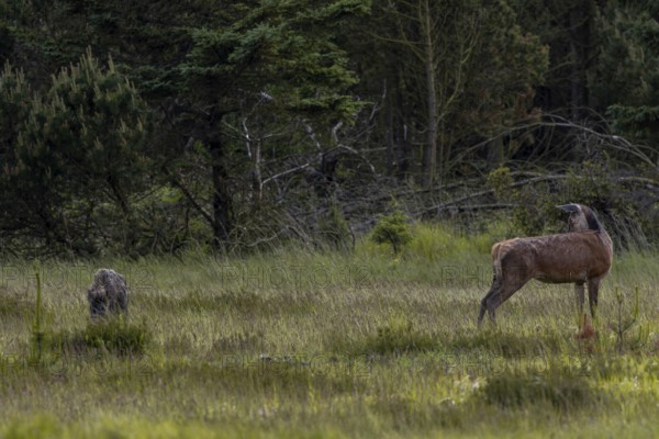 The wild boar boar (Sus scrofa) crosses the meadow directly behind the rottier (Cervus elaphus), the situation is observed very closely by the doe, encounter, Denmark