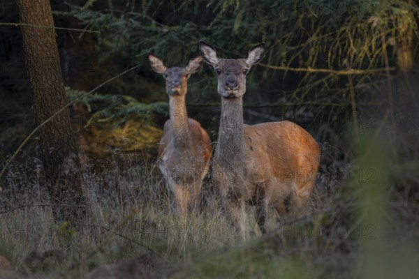Two rotting animals (Cervus elaphus) alert, illuminated by the last rays of the evening sun, Denmark