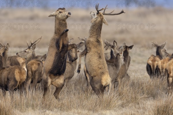 A young red deer (Cervus elaphus) with antlers invites an old deer that has already shed its antlers to fight, but this confrontation has a playful character, ranking, fight, dispute, Denmark