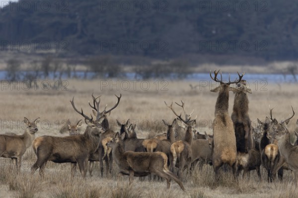 Tensions often arise in large deer packs (Cervus elaphus), where two deer clarify the ranking, fight, dispute, dispute, Denmark