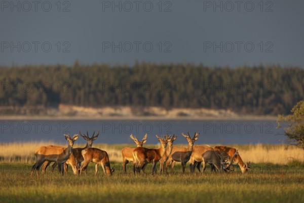 A pack of red deer (Cervus elaphus) branches in the light of the evening sun on the North Sea coast, bastion antlers, evening sun, Denmark