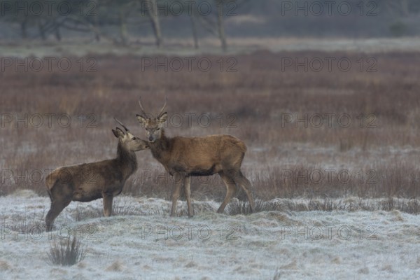 Social contacts between red deer spewers (Cervus elaphus) are common, as they have been living independently for a year and find it difficult to join a pack at this age, social contact, relationship, closeness, hoarfrost, Denmark