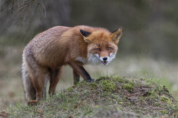 Something on the small hill attracts the interest of the red fox fÃ¤he (Vulpes vulpes), Denmark