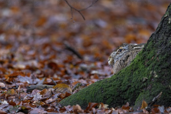 Brown hare (Lepus europaeus) sitting on the trunk of a European beech, Germany