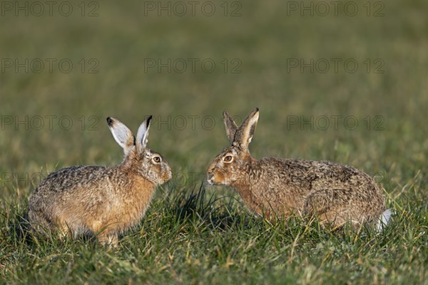 Tense peace between bumper and field hare (Lepus europaeus), mating season, batting season, Germany