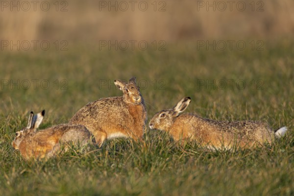 While the bumpers are circling the field hare (Lepus europaeus) in a wild hunt, she stands on the hind legs to ward off attempts to approach, mating season, batting time, Germany