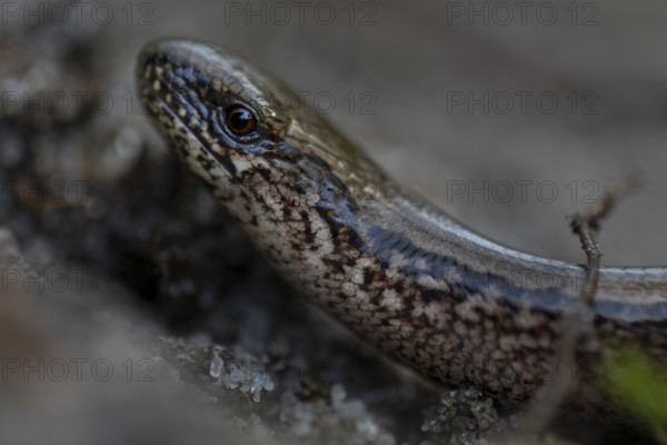Blindschleiche (Anguis fragilis) nimmt ein Sonnenbad, Heidelandschaft, Deutschland