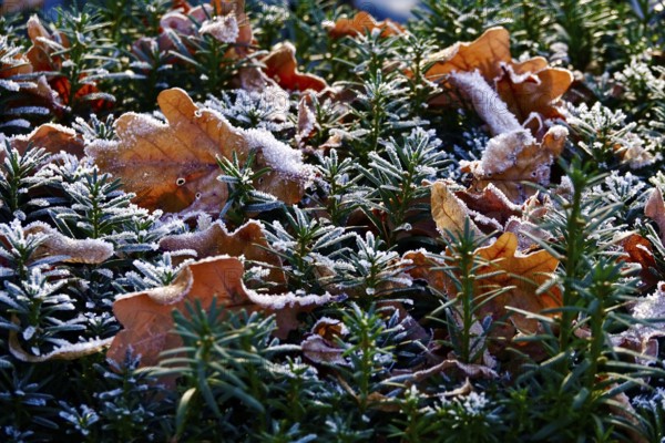 Hoarfrost in nature, winter, Germany