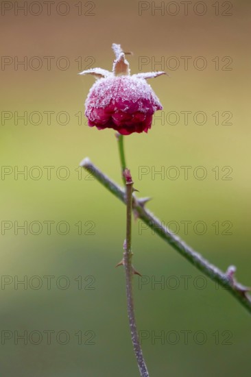 Hoarfrost in nature, winter, Germany