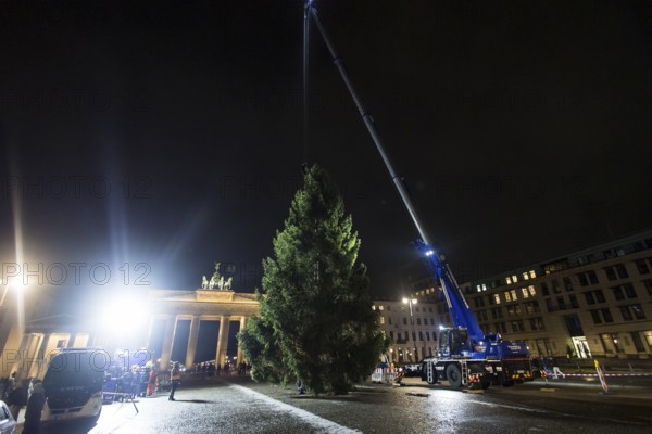 THW volunteers set up the Christmas tree delivered from Thuringia in front of the Brandenburg Gate, Berlin, 24.11.2025