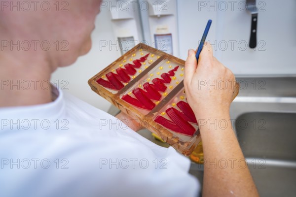 Person decorating red shapes in a chocolate mold with a brush, Christmas baking, Haselstaller Hof, Wildberg, Calw district, Germany