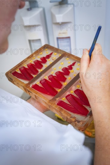 Someone paints red, decorative forms in a chocolate mold, Christmas baking, Haselstaller Hof, Wildberg, Calw district, Germany