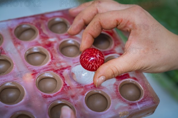 Hand picks red chocolate candy with white stripes from a chocolate mold, Christmas baking, Haselstaller Hof, Wildberg, Calw district, Germany