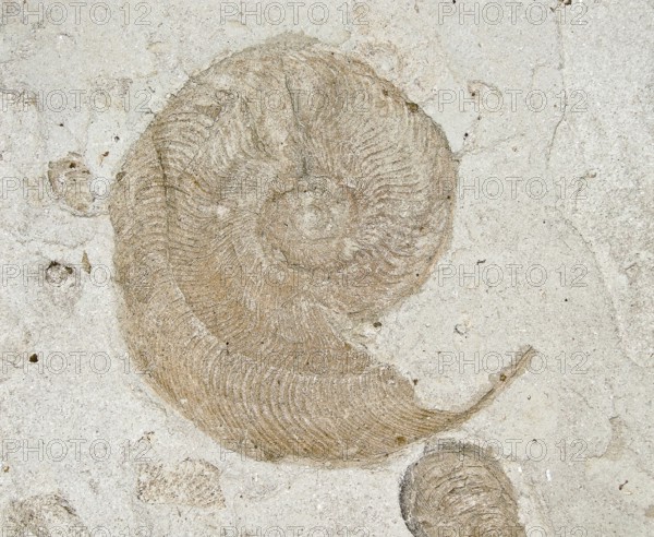 Spiral ammonite (Harpoceras) from Lias, North German Jurassic, Lower Jurassic, in light rock, sandstone, location: Schandelah clay pit, remnant, fossil marine animal, nautilus, excavation, decoration, evolution, fossil, fossils, geology, cephalopods, sea, mussel, nature, nautilida, nautilus, ocean, prehistoric, snail, snail shape, snail shell, sediment, skeleton, stone, squid, ancient, original, prehistoric period, petrification, prehistory, water, mollusc, Germany