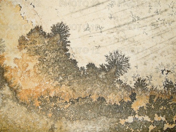 Orange and gray dendrites on light rock, skeletal crystals with fine branches, plant-like crystal structures of iron or manganese oxides, looking like plants, branching, pseudofossils, pseudofossils, fossils, fossils, Solnhofen slab, limestone, lithograph slate, Solnhofen plates, floor covering, wall tiles, natural stone, excavation, decoration, decorative, geology, nature, sediment, stone, ancient, prehistoric times, prehistoric times, Solnhofen, AltmÃ¼hltal, Franconia, Bavaria, Germany