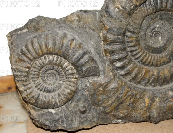 Two large spiral ammonites (Arietites bucklandi, Syn. Coroniceras bucklandi) in dark rock, remains of fossil marine animals, Coroniceras, Nautilus, excavation, decoration, evolution, fossil, fossils, fossil, geology, cephalopods, sea, mussel, nature, nautilida, nautilus, ocean, prehistoric, snail shape, snail shell, sediment, skeleton, stone, ink fish, ancient, original, prehistoric period, petrification, prehistory, water, mollusc, Germany