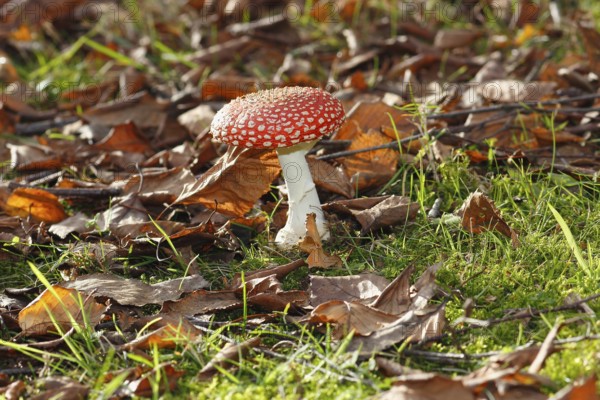 Red toadstool (Amanita muscaria), fruiting body, in autumn leaves, North Rhine-Westphalia, Germany