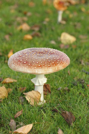 Toadstool (Amanita muscaria), fruiting body, North Rhine-Westphalia, Germany