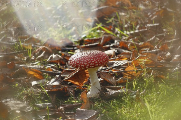 Red toadstool (Amanita muscaria), fruiting body, with alienation, North Rhine-Westphalia, Germany
