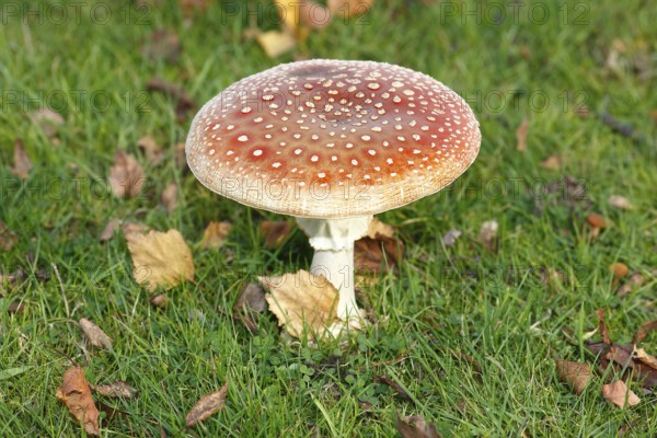 Toadstool (Amanita muscaria), fruiting body, North Rhine-Westphalia, Germany