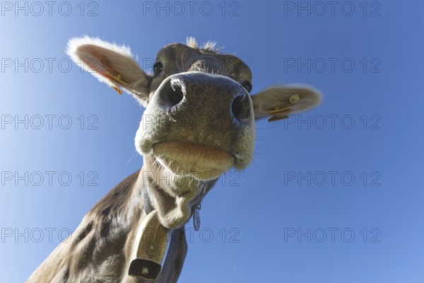Curious AllgÃ¤u brown cattle, (Bos primigenius taurus), AllgÃ¤u, Bavaria, Germany