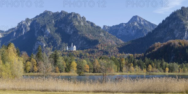 Panorama of the autumn reed bank on Schwansee, behind Neuschwanstein Castle near Hohenschwanga and the Tegelberg massif, Romantic Road, OstallgÃ¤u, Bavaria, Germany