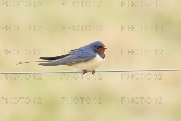 Barn swallow (Hirundo rustica) sitting on a pasture fence, wildlife, animals, birds, swallows, migratory bird, ox bog, DÃ¼mmer See nature park Park, HÃ¼de, Lower Saxony, Germany