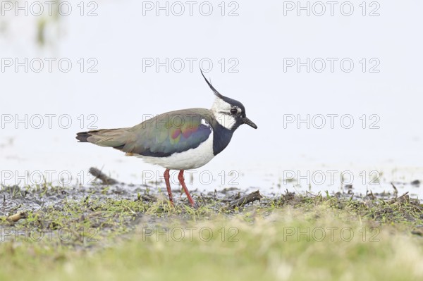 Lapwing (Vanellus vanellus), gorgeous dress, looking for food in a swampy meadow, wildlife, lembruch, ox moor, DÃ¼mmer nature park Park, Lower Saxony, Germany