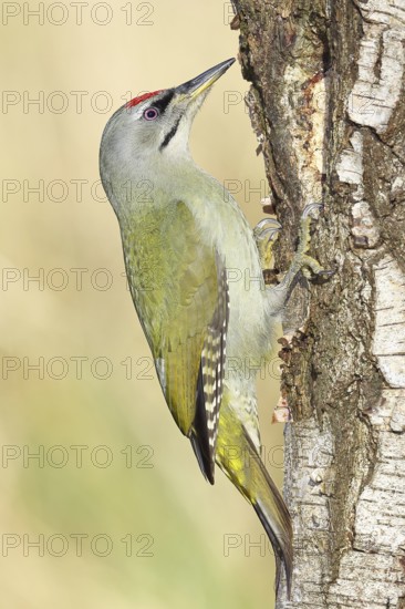 Grey woodpecker (Picus canus), male sitting on the trunk of a grey birch tree (Betula populifolia), wildlife, woodpeckers, birds, nature photography, Wilnsdorf, North Rhine-Westphalia, Germany