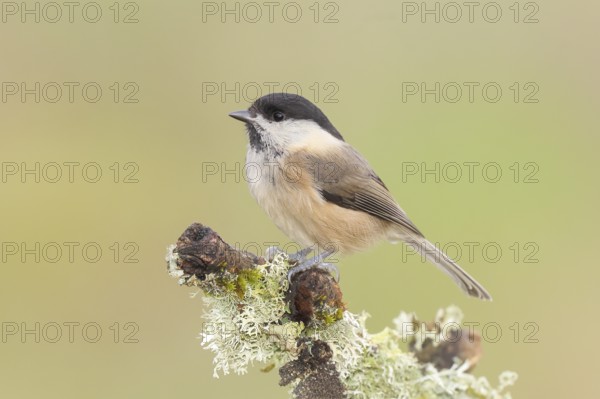Willow tit (Parus montanus) sitting on lichen-covered branch, wildlife, animals, birds, tit, Siegerland, North Rhine-Westphalia, Germany