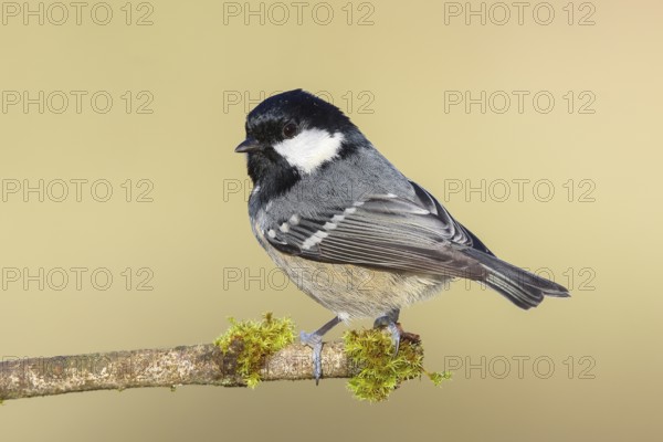 Pine tit (Periparus ater) sitting on moss-covered branch, wildlife, animals, birds, tit, Siegerland, North Rhine-Westphalia, Germany