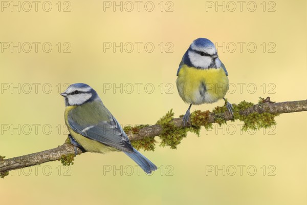 Blue tit (Parus caeruleus), two tits sitting on moss-covered branch, wildlife, animals, birds, tits, couple, Siegerland, North Rhine-Westphalia, Germany