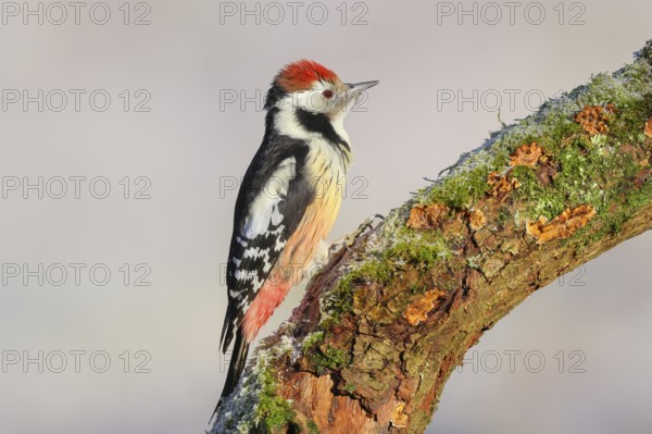 Middle woodpecker (Dendrocopos medius) sitting on a thick branch covered with moss, winter, light background, wildlife, woodpeckers, nature photography, Neunkirchen, autumn, Siegerland, North Rhine-Westphalia, Germany