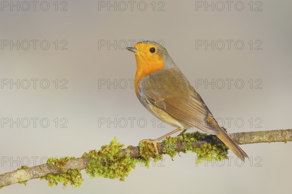 Robin (Erithacus rubecula), foraging, winter feeding, sitting on branch covered with moss, songbirds, animals, birds, Siegerland, North Rhine-Westphalia, Germany