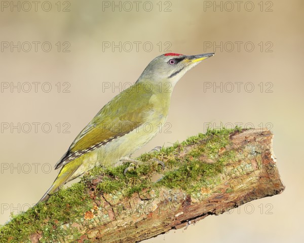 Grey woodpecker (Picus canus), male sitting on a thick branch covered with moss, wildlife, woodpeckers, nature photography, Neunkirchen, autumn, Siegerland, North Rhine-Westphalia, Germany