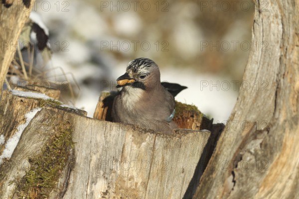Eurasian Jay (Garrulus glandarius) with acorns (Quercus) in their beak, feeding in the forest during winter, AllgÃ¤u, Bavaria, Germany, AllgÃ¤u, Bavaria, Germany