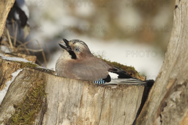 Eurasian Jay (Garrulus glandarius) throws corn (Zea Mays) into its beak during winter feeding in the forest, AllgÃ¤u, Bavaria, Germany, AllgÃ¤u, Bavaria, Germany