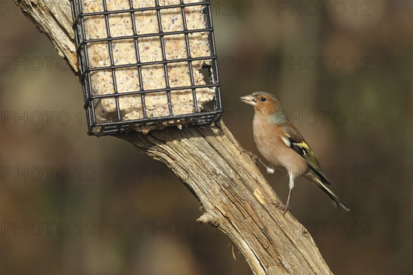 Chaffinch (Fringilla coelebs) male at winter feeding, AllgÃ¤u, Bavaria, Germany, AllgÃ¤u, Bavaria, Germany