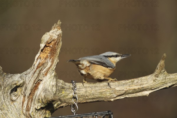 Nuthatch (Sitta europaea) feeding in the forest, AllgÃ¤u, Bavaria, Germany, AllgÃ¤u, Bavaria, Germany