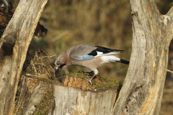 Jays (Garrulus glandarius) looking for food in the forest, AllgÃ¤u, Bavaria, Germany, AllgÃ¤u, Bayern, Germany