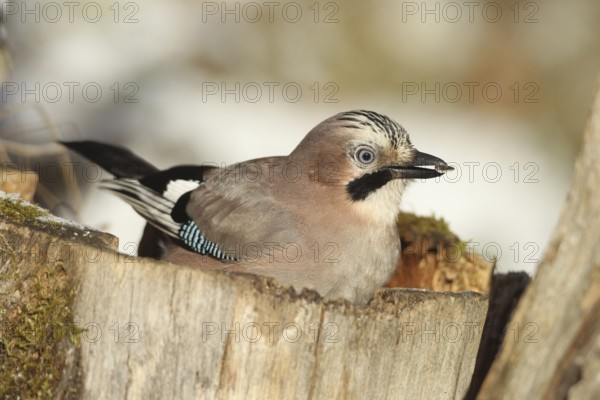 Eurasian Jay (Garrulus glandarius) with sunflower seeds (Helianthus annuus) in their beak, feeding in the forest for winter, AllgÃ¤u, Bavaria, Germany, AllgÃ¤u, Bavaria, Germany