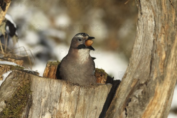 Eurasian Jay (Garrulus glandarius) with acorn (Quercus) in its beak, feeding in the forest during winter, AllgÃ¤u, Bavaria, Germany, AllgÃ¤u, Bavaria, Germany