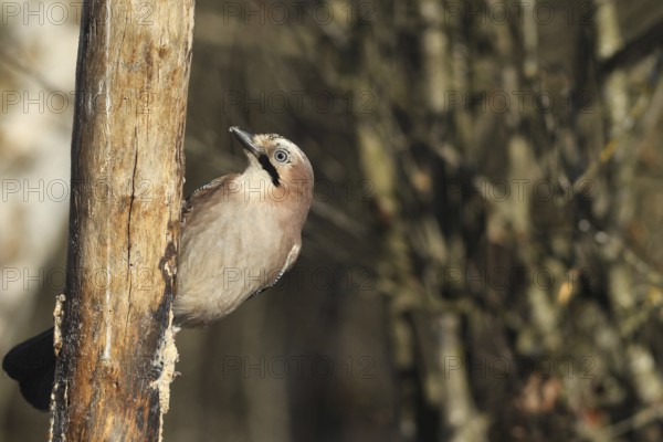 Jays (Garrulus glandarius) feeding in the forest, AllgÃ¤u, Bavaria, Germany, AllgÃ¤u, Bavaria, Germany